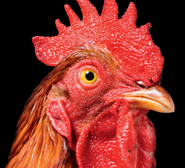 Gesamtauftritt für das Theater Winkelwiese.